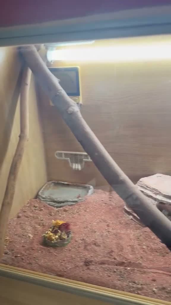 Bearded Dragon reptiles for sale: bearded dragon in Southampton - Video 1