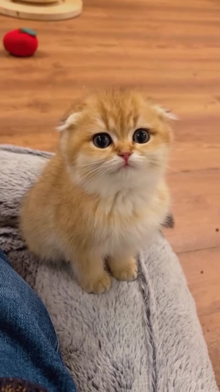 Scottish Fold cats for sale: Scottish fold golden kittens NY11 NY12 - Video 1