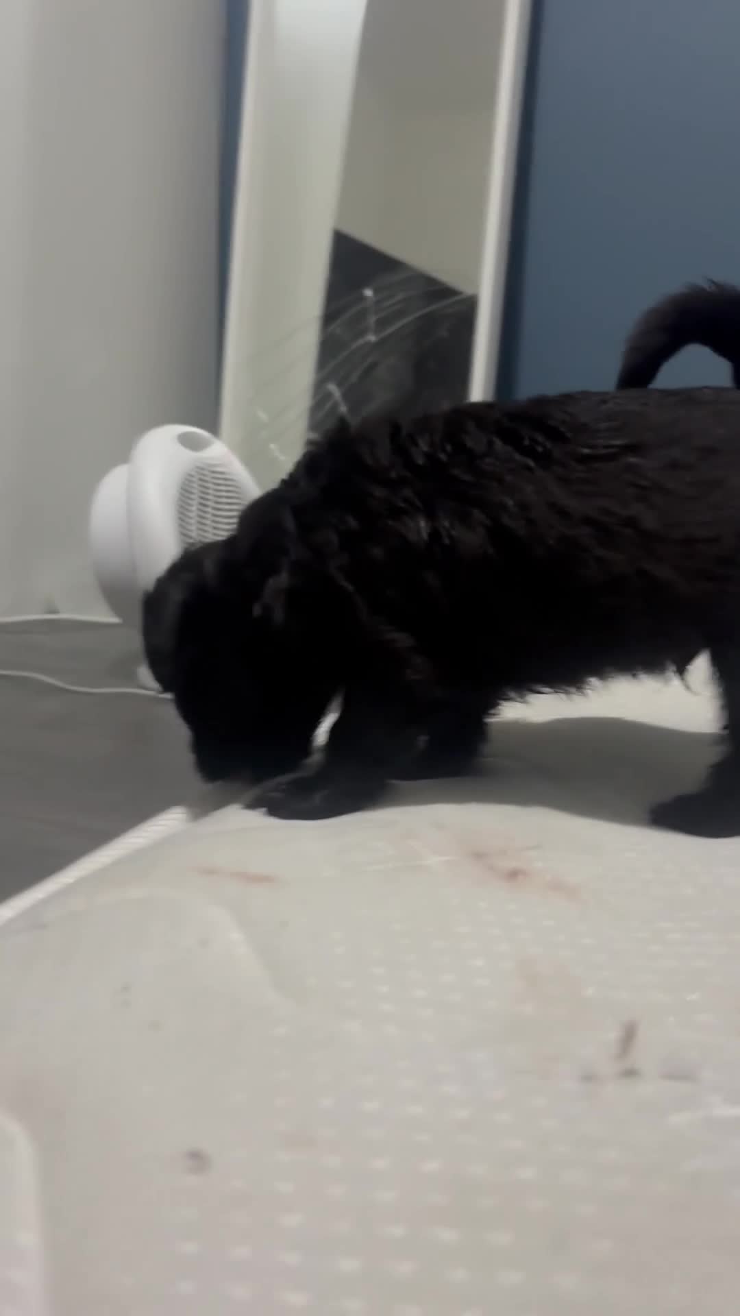 Mixed Breed dogs for sale: Last dog left - Video 2