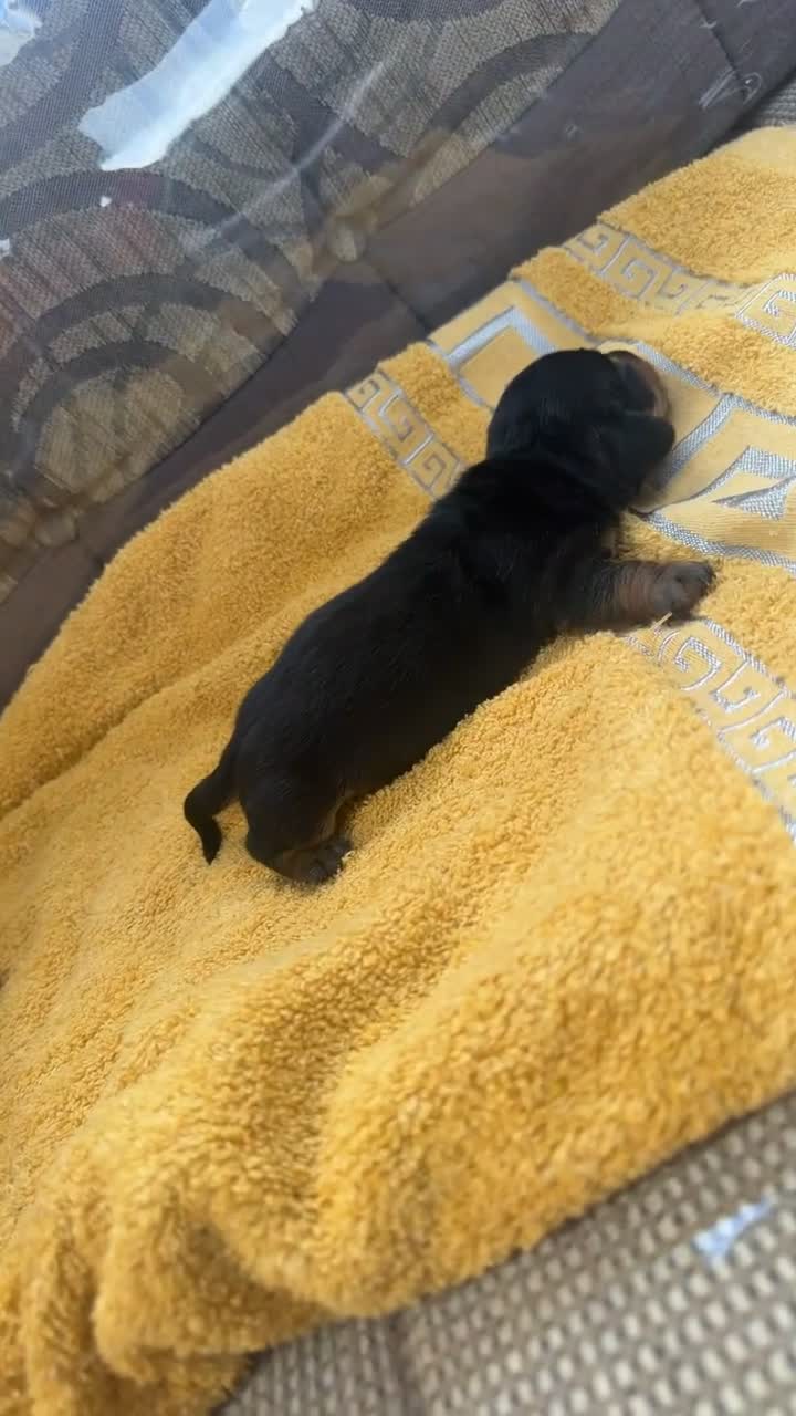 Miniature Dachshund dogs for sale: Miniature dachshund puppies  in Forres - Video 5