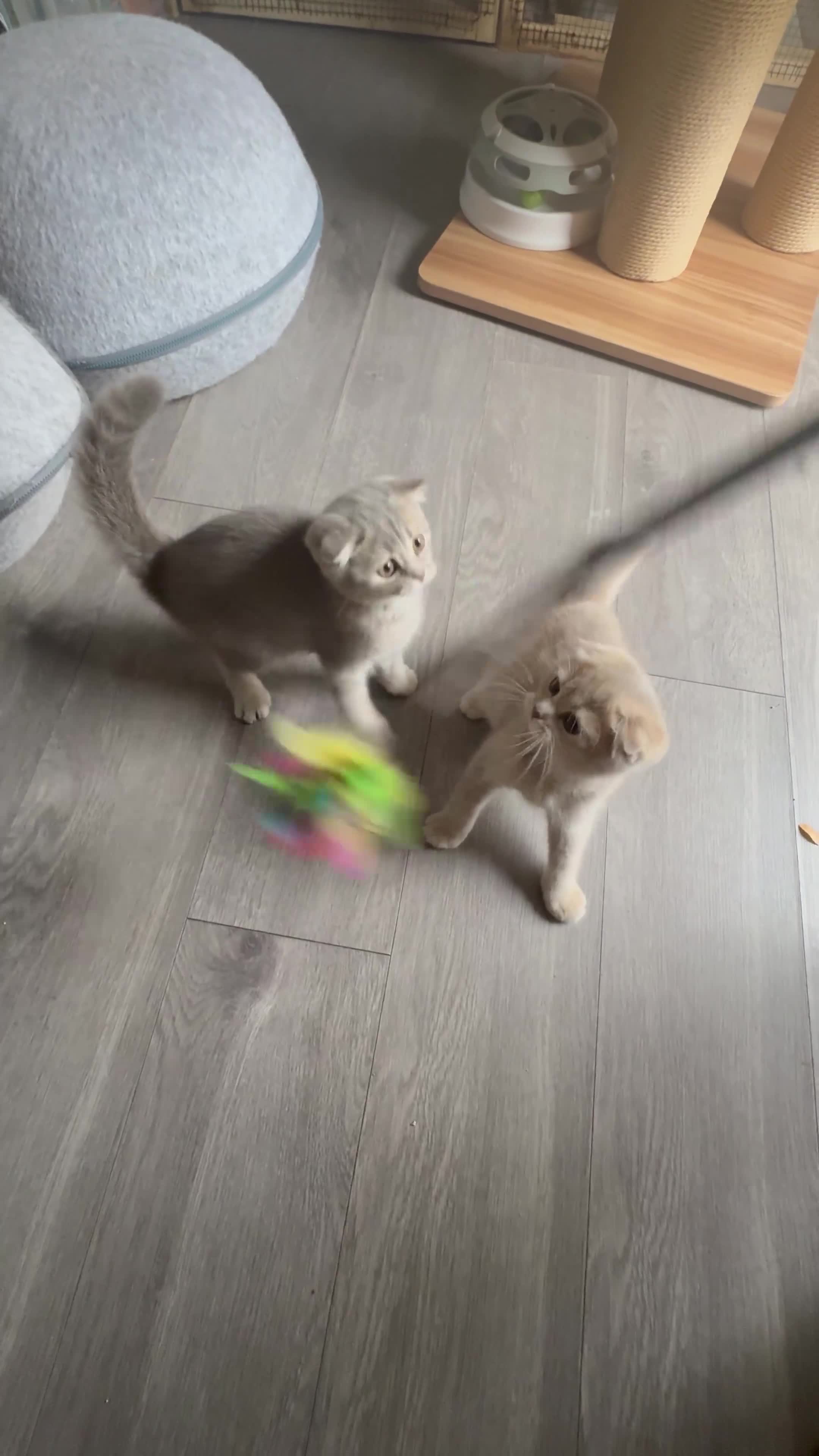 Scottish Fold cats for sale: Full pedigree Scottish fold kittens - Video 2