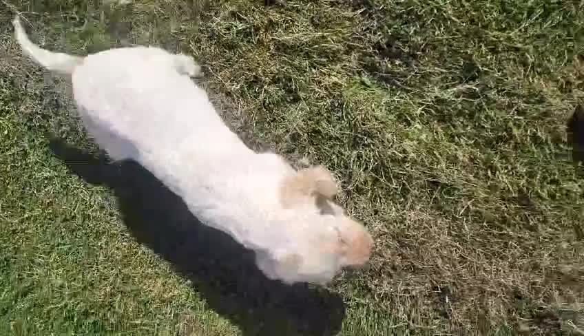 Cocker Spaniel dogs for sale: Stunning cocker spaniel puppies - Video 2