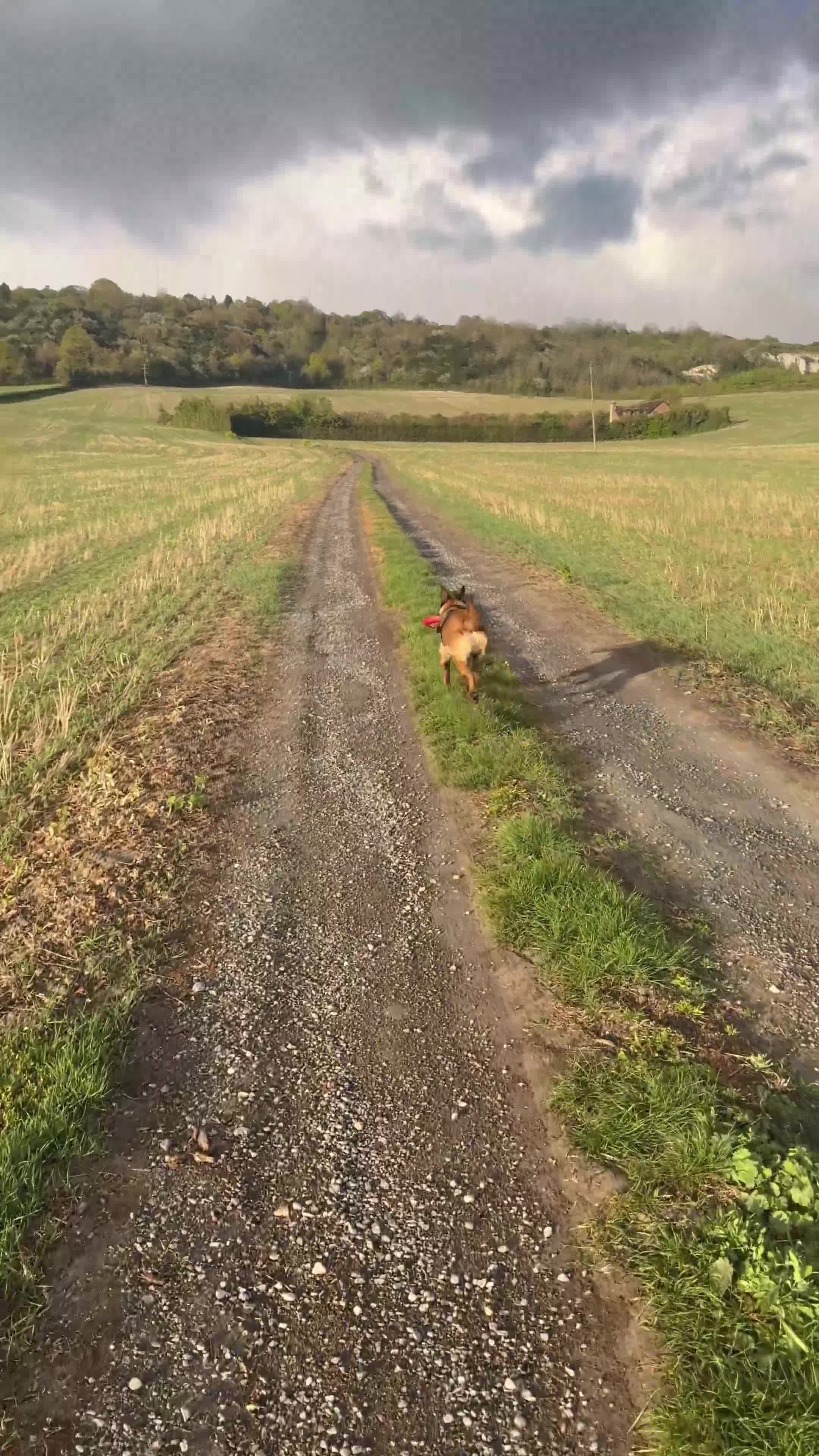 Belgian Shepherd Dog dogs for sale: Belgian Shepard Malinois - Video 2