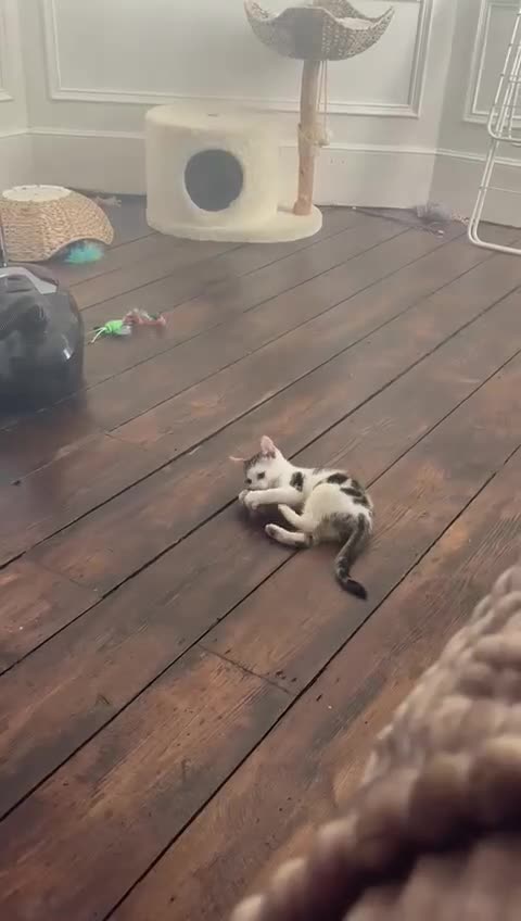 Bengal cats for sale: Begal X Turkish Van kitten  - Video 1