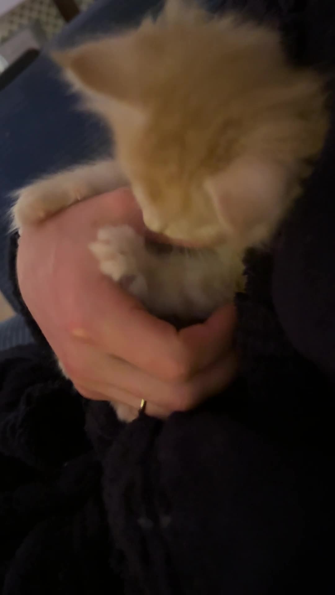 Maine Coon cats for sale: (All now reserved)GCCF Champion Maine Coon Kittens - Video 4