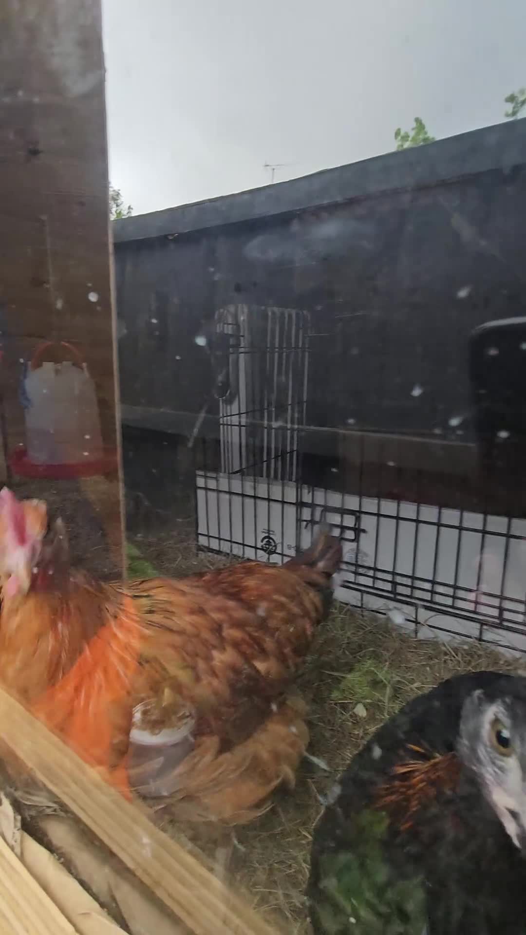 Mixed Breed poultry for sale: 3 x hens near point of lay  - Video 1