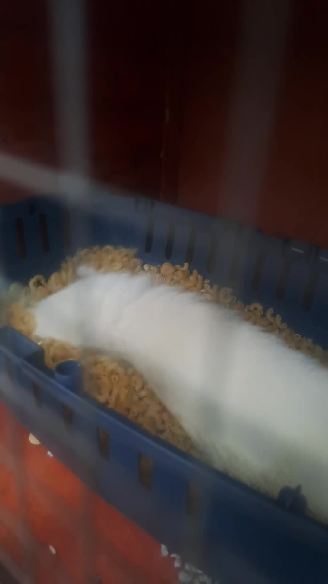Ferret rodents for sale: 2 PET ferrets for rehoming  in Airdrie - Video 1