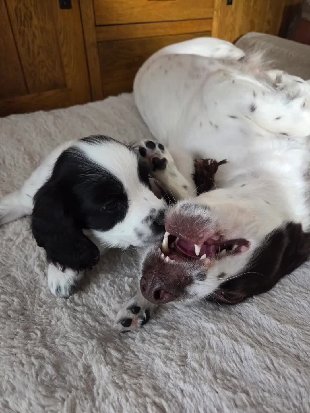 English Springer Spaniel dogs for sale: Health Tested Parents- KC Registered ESS - Video 1