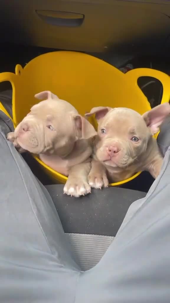 American Bully dogs for sale: American pocket bully puppies  - Video 1