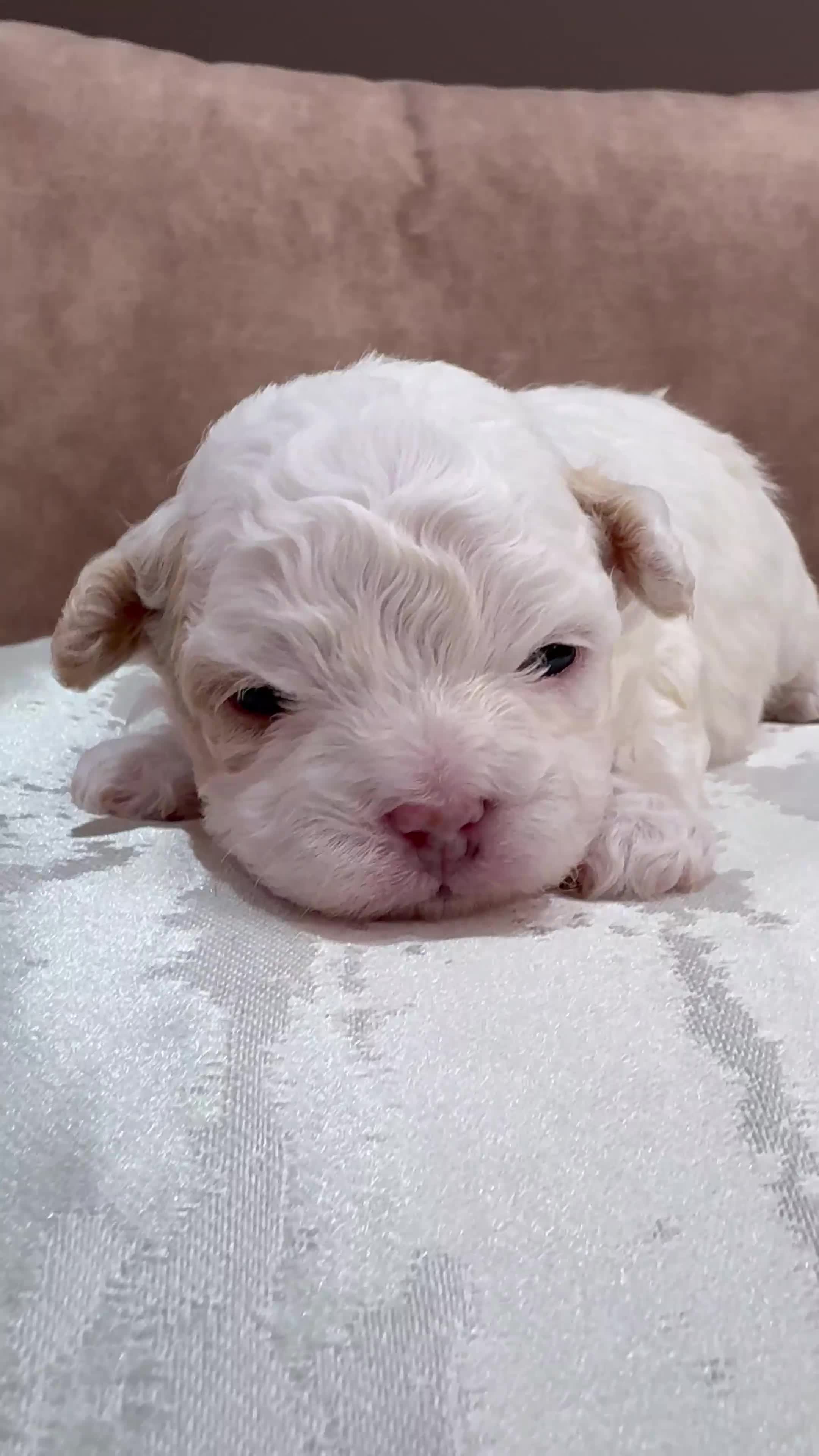 Shihpoo dogs for sale: DonnaJays something truly special 🌟🌟🌟🌟🌟 - Video 1