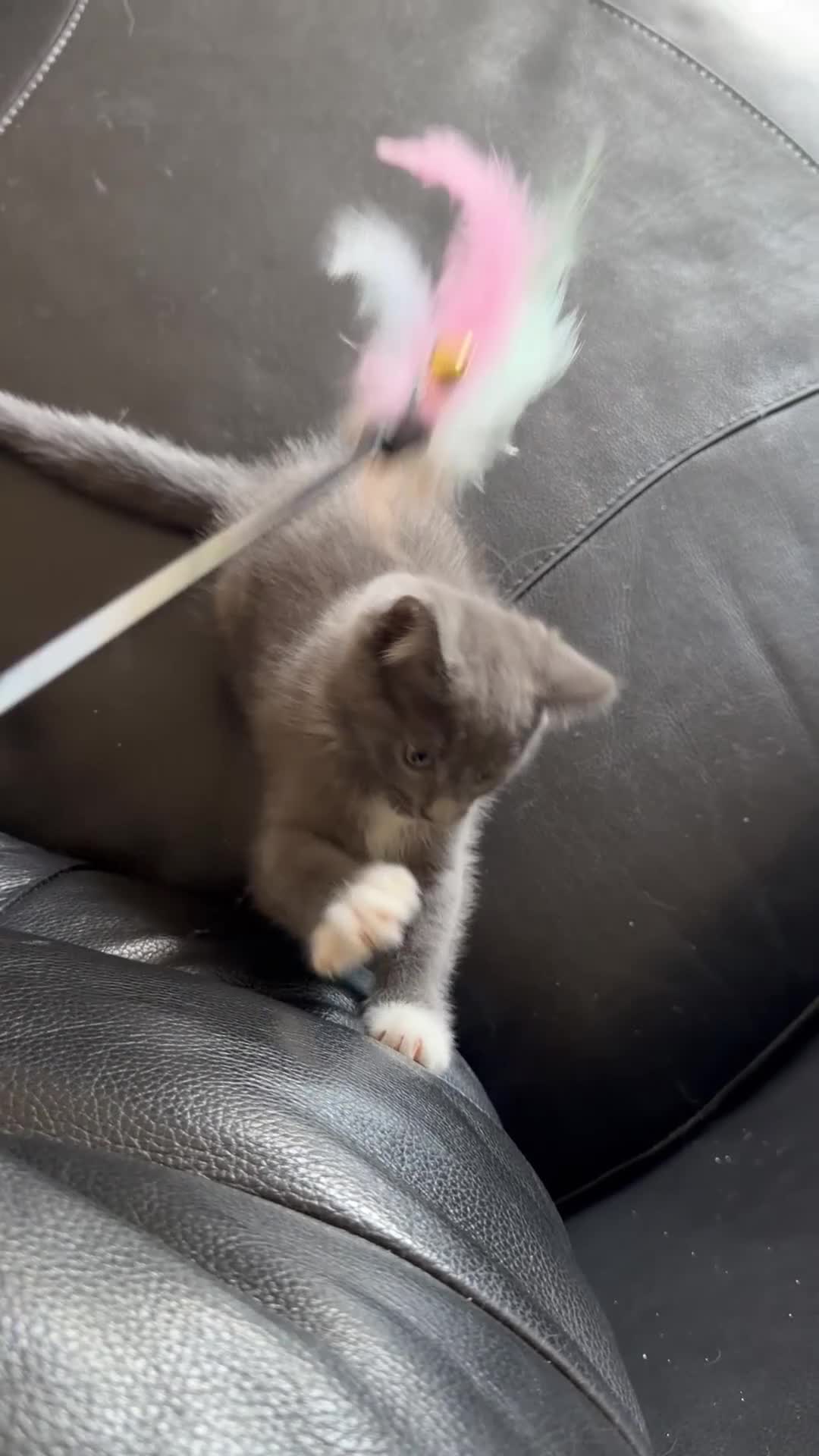 Ragdoll cats for sale: Half ragdoll half British blue  - Video 1
