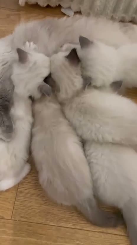 Ragdoll cats for sale: 🐾 Beautiful Ragdoll Kittens 🐾 - Video 2