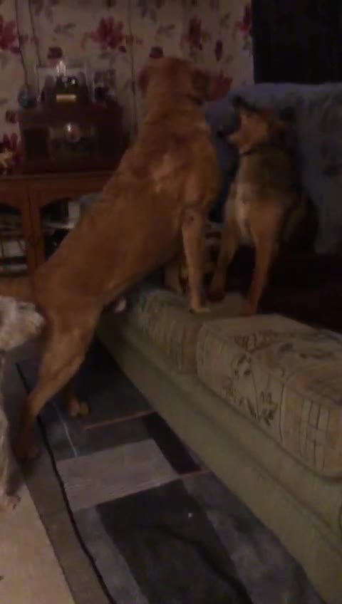 Mixed Breed dogs for adoption: Nolan needs a loving home  in Salisbury - Video 3