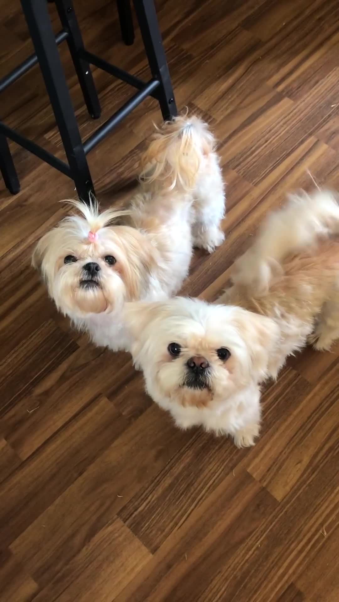 Mixed Breed dogs for sale: Beautiful fluffy Shih tzu baby boys - Video 3