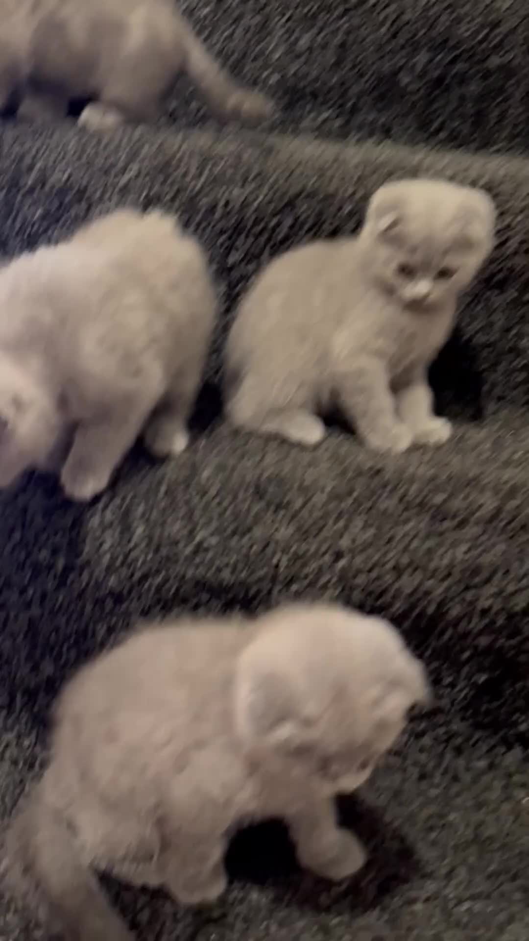 Scottish Fold cats for sale: Four Gorgeous Scottish Fold kittens READY NOW in Reading - Video 1