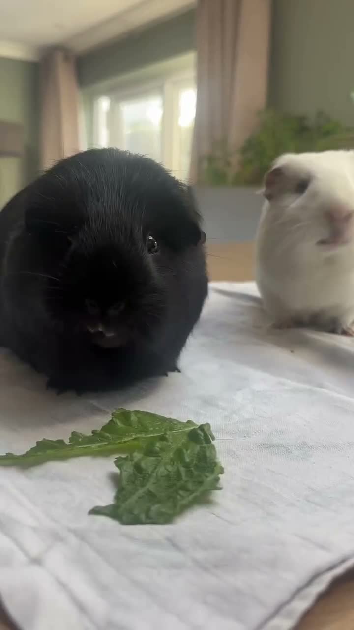 Guinea Pig rodents for sale: 2 lovely boys with all the gear in Rushden - Video 1