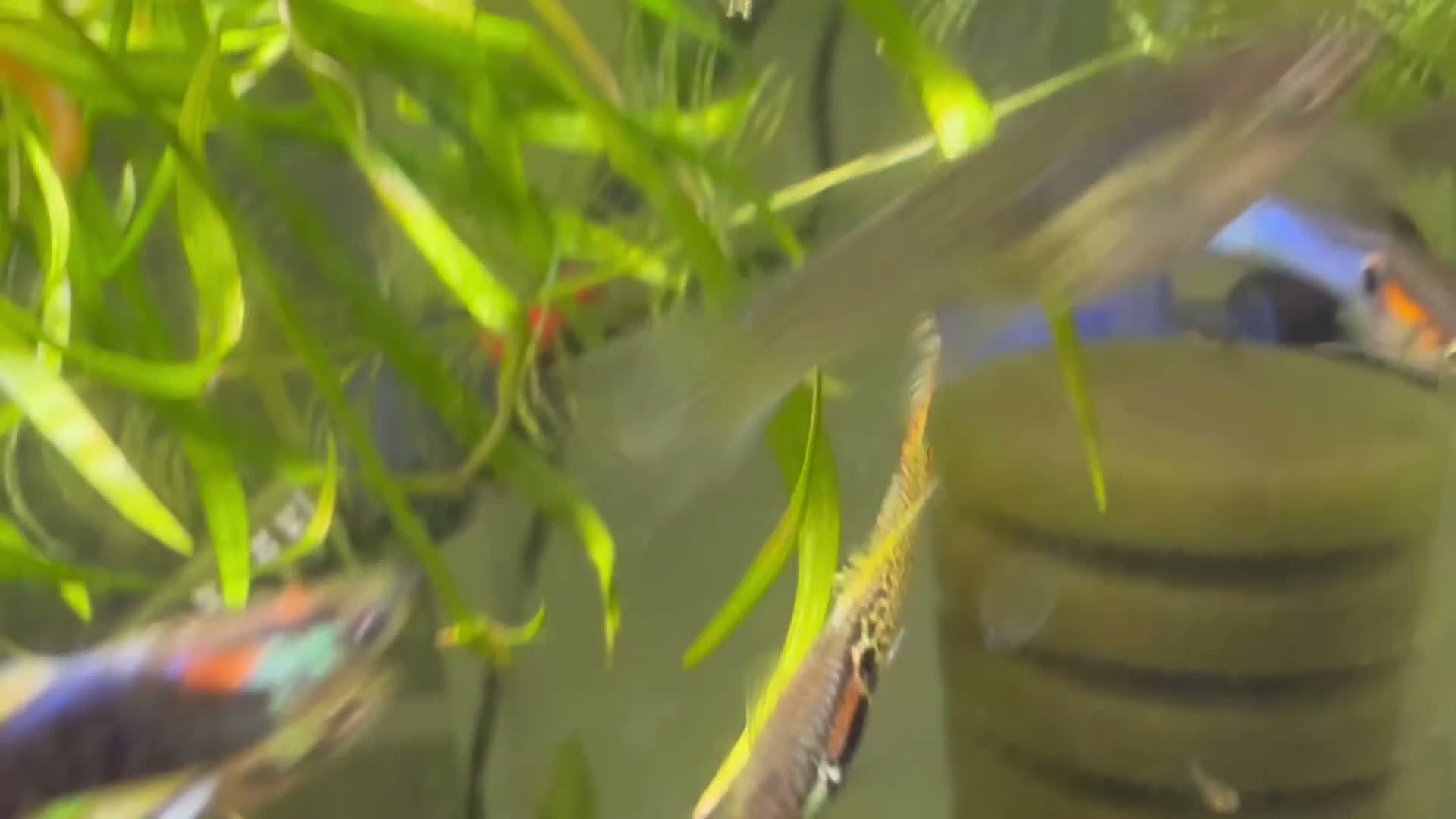 Live Bearers fish for sale: Endler Fry - Video 1