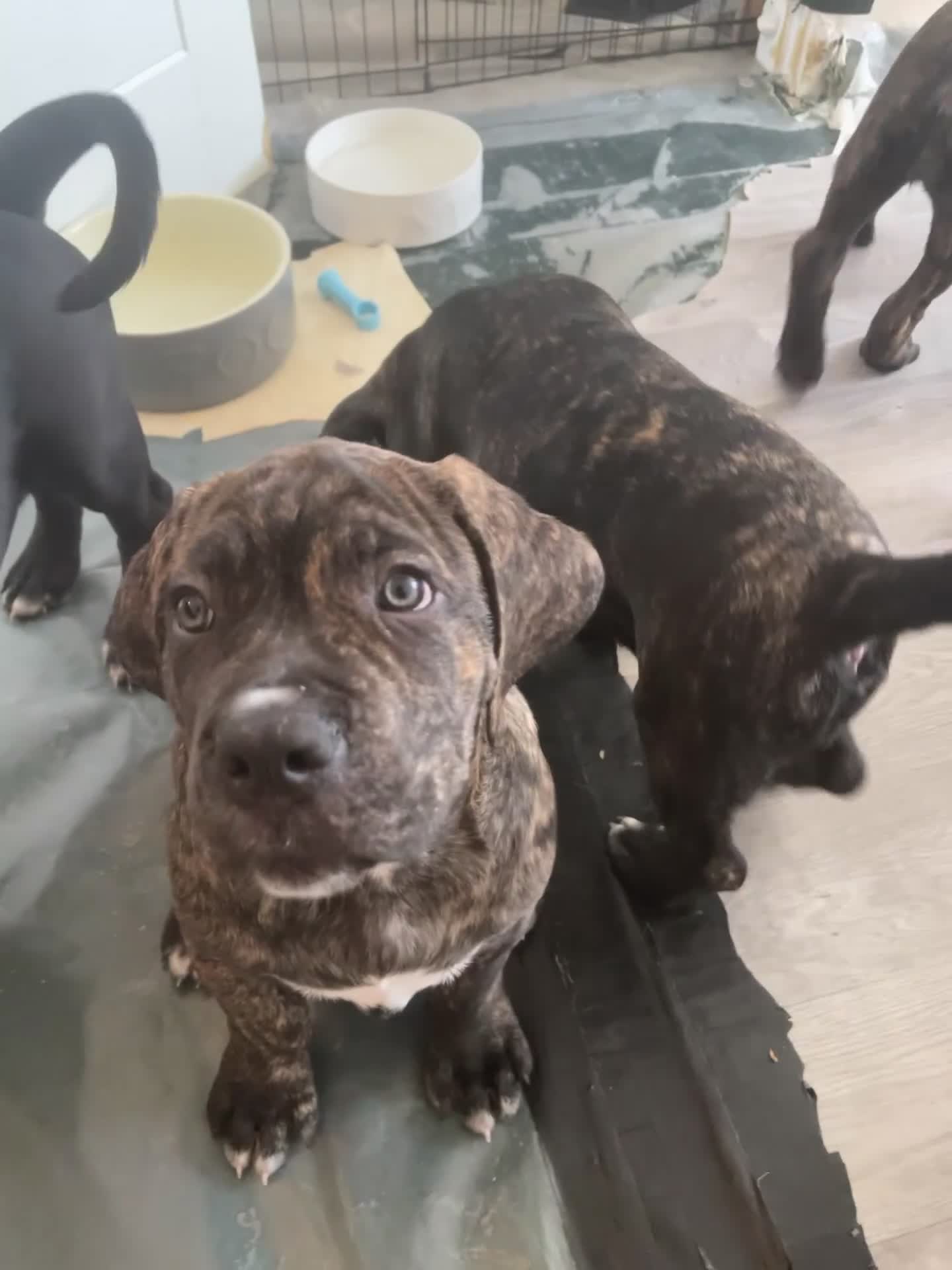 Cane Corso dogs for sale: Russian champ bloodline Cane Corso Puppies 8 left! - Video 1