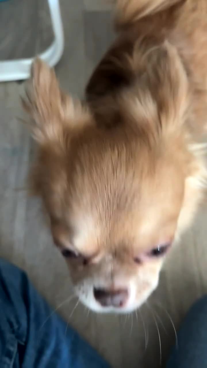 Chihuahua dogs for sale: Rare Long haired Chihuahua.  - Video 1