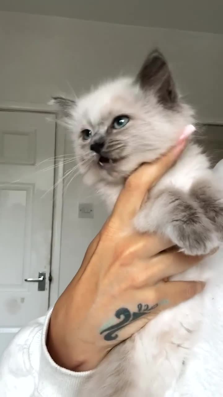 Ragdoll cats for sale: 🎀 last remaining girl -pedigree Ragdoll babies🎀 - Video 2