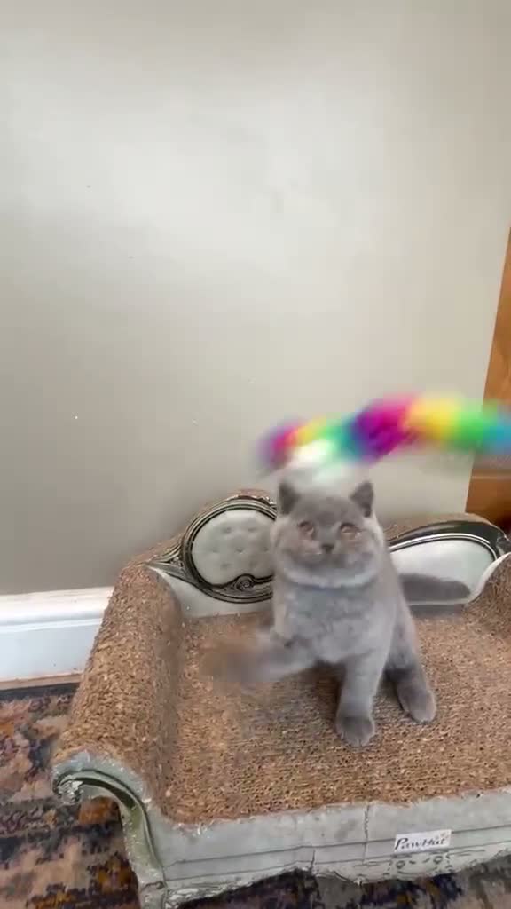 British Shorthair cats for sale: Stunning Teddy Bear British Short Hair Kittens - Video 2