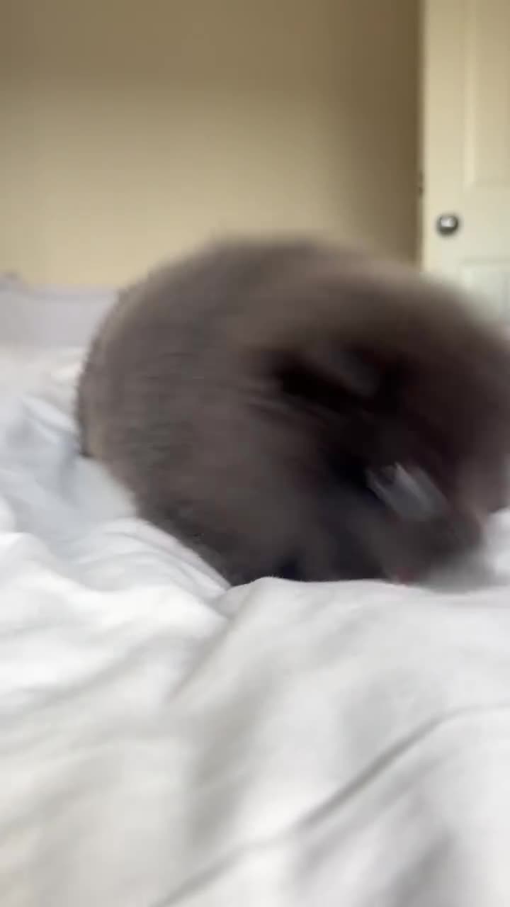 Pomeranian dogs for sale: Gorgeous lilac pomeranian girl. - Video 2