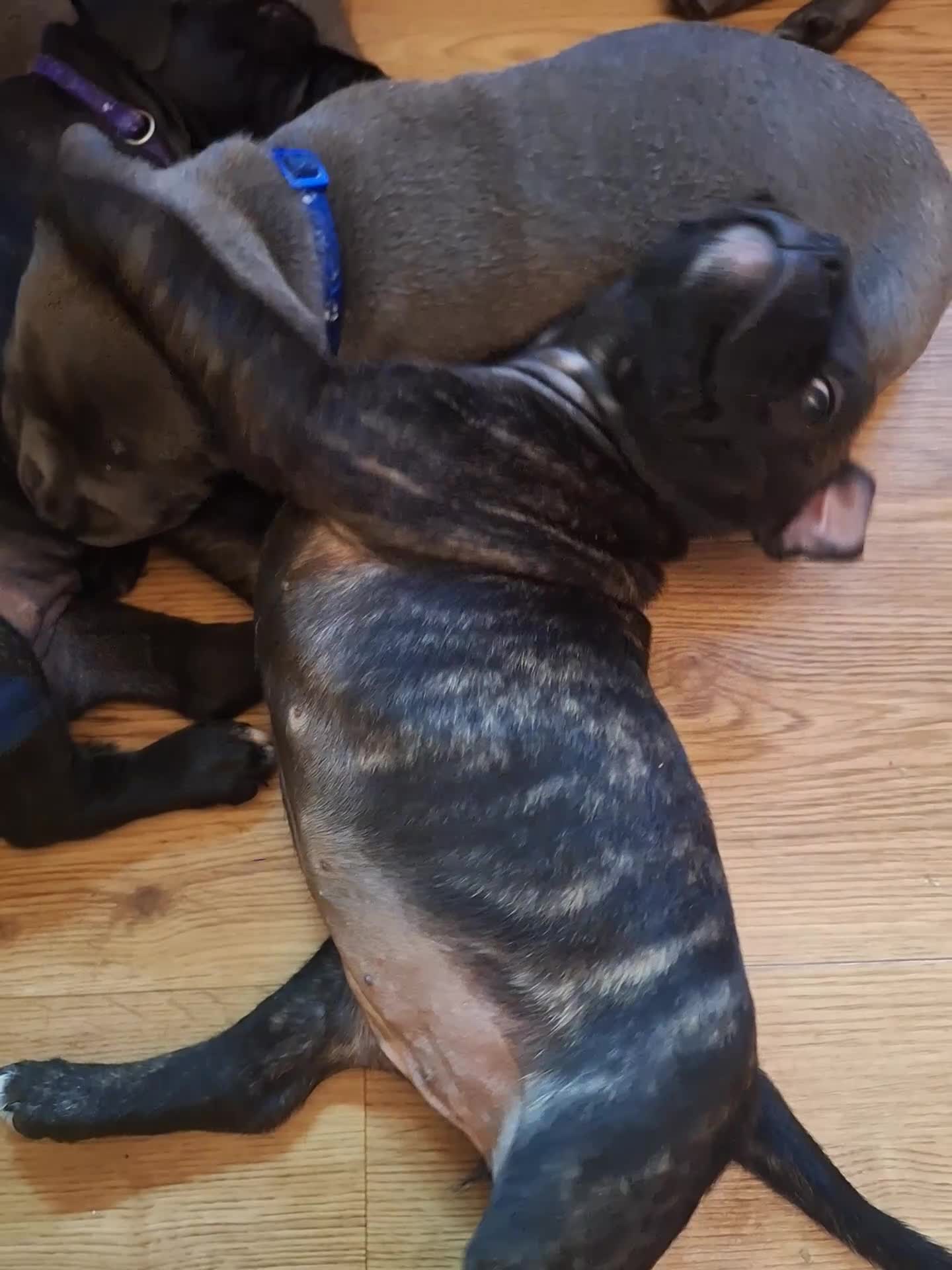 Staffordshire Bull Terrier dogs for sale: Staffordshire ball terrier black brindle female - Video 1