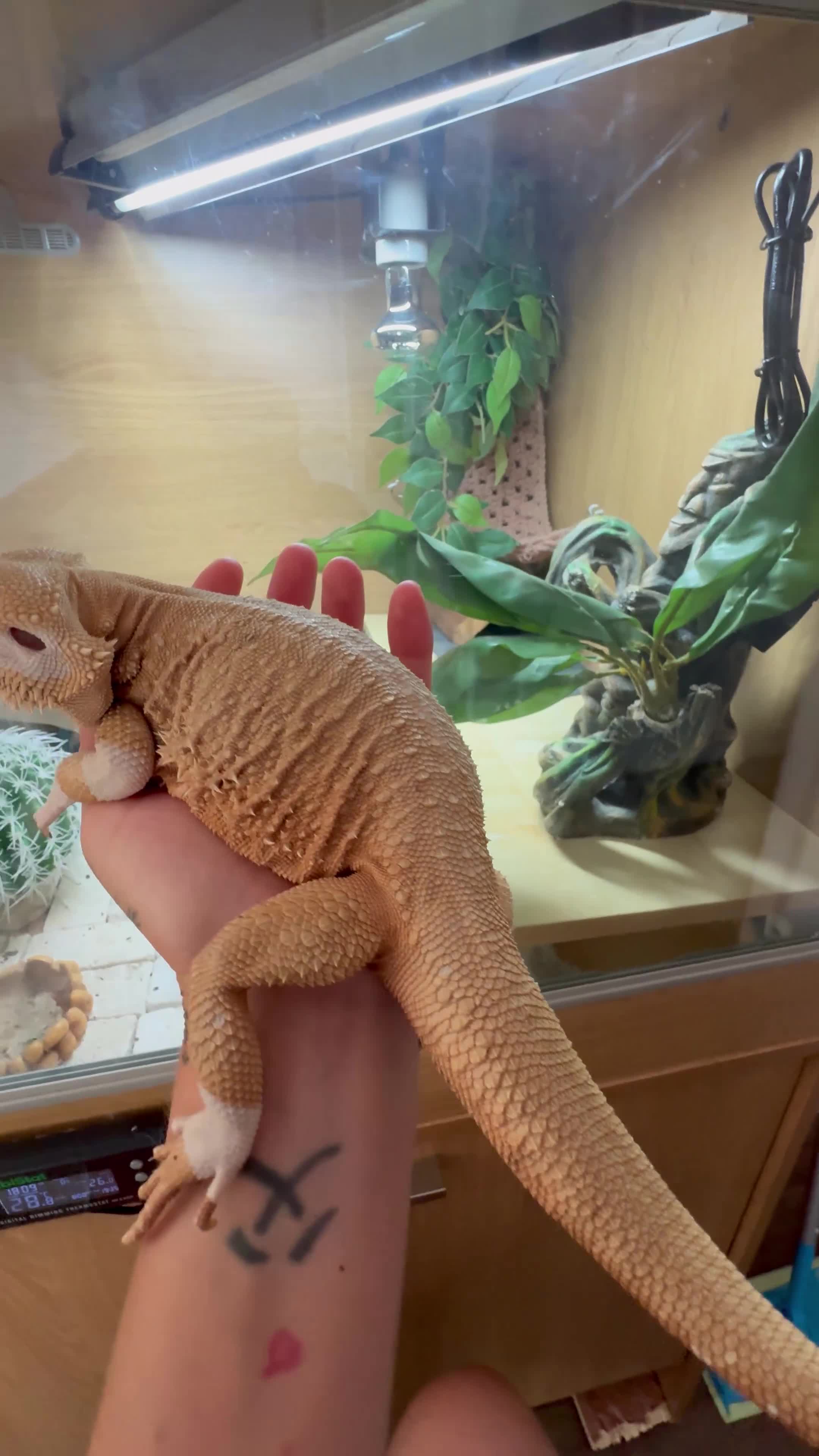Bearded Dragon reptiles for sale: 4yo male bearded dragon zero + full set up  - Video 1