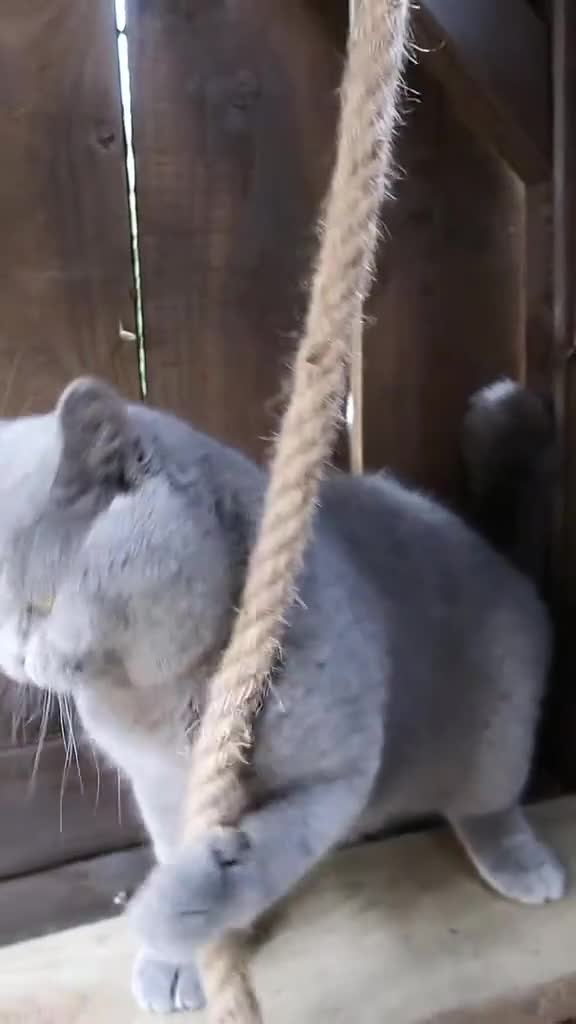British Shorthair cats for stud: OPUS - GCCF & TICA Registered British Shorthair - Video 1