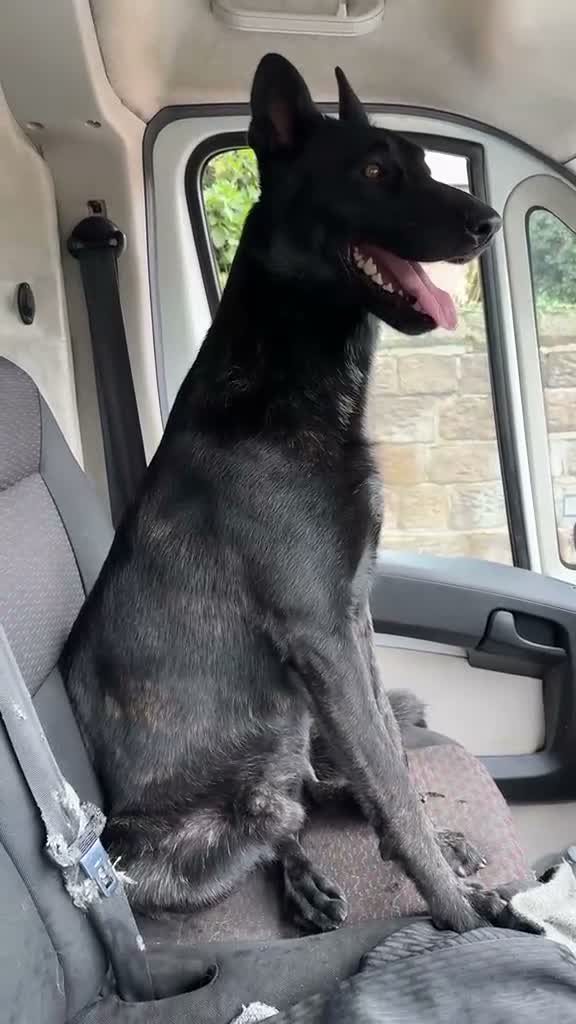Belgian Shepherd Dog dogs for sale: Belgian Malinois x Dutch Puppies in Rotherham - Video 1