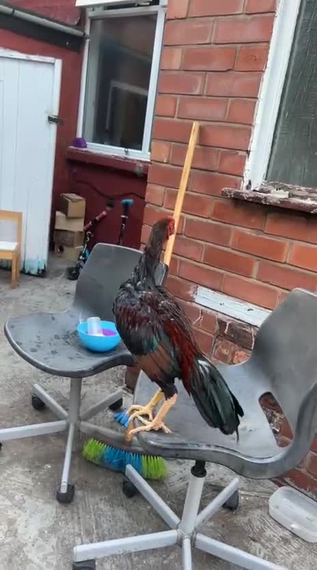 Mixed Breed poultry for sale: Aseel - Video 1