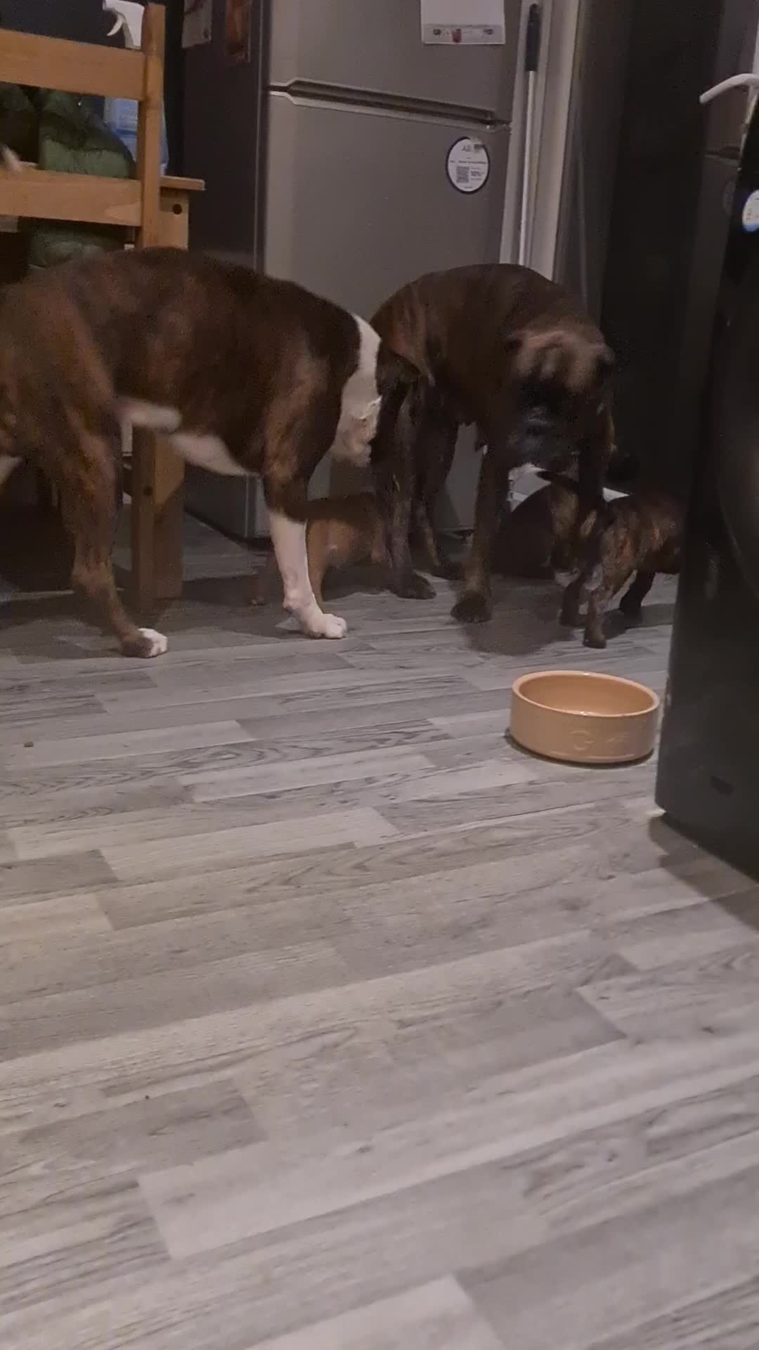 Boxer dogs for sale:  Puppies KC – Exceptional Champion Bloodlines 🐾 - Video 3