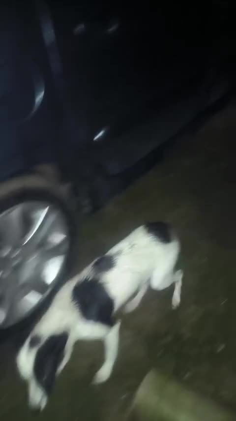 Mixed Breed dogs for adoption: 💖🐶 SISI 🐶💖 - Video 3