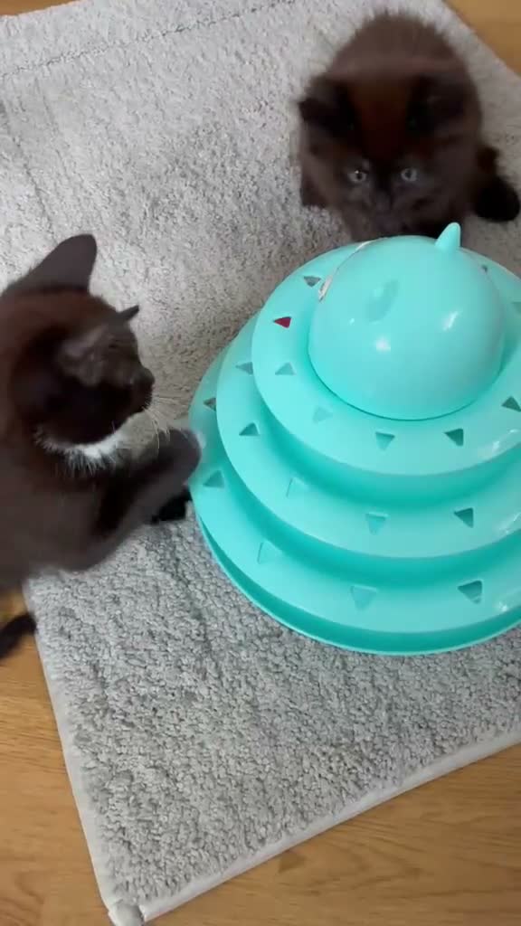 Mixed Breed cats for sale: Beautiful kittens for sale  - Video 1