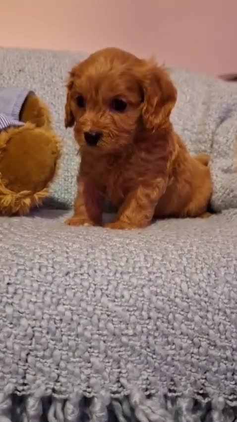 Cavapoo dogs for sale: 3 gorgeous Cavapoo puppies  - Video 2