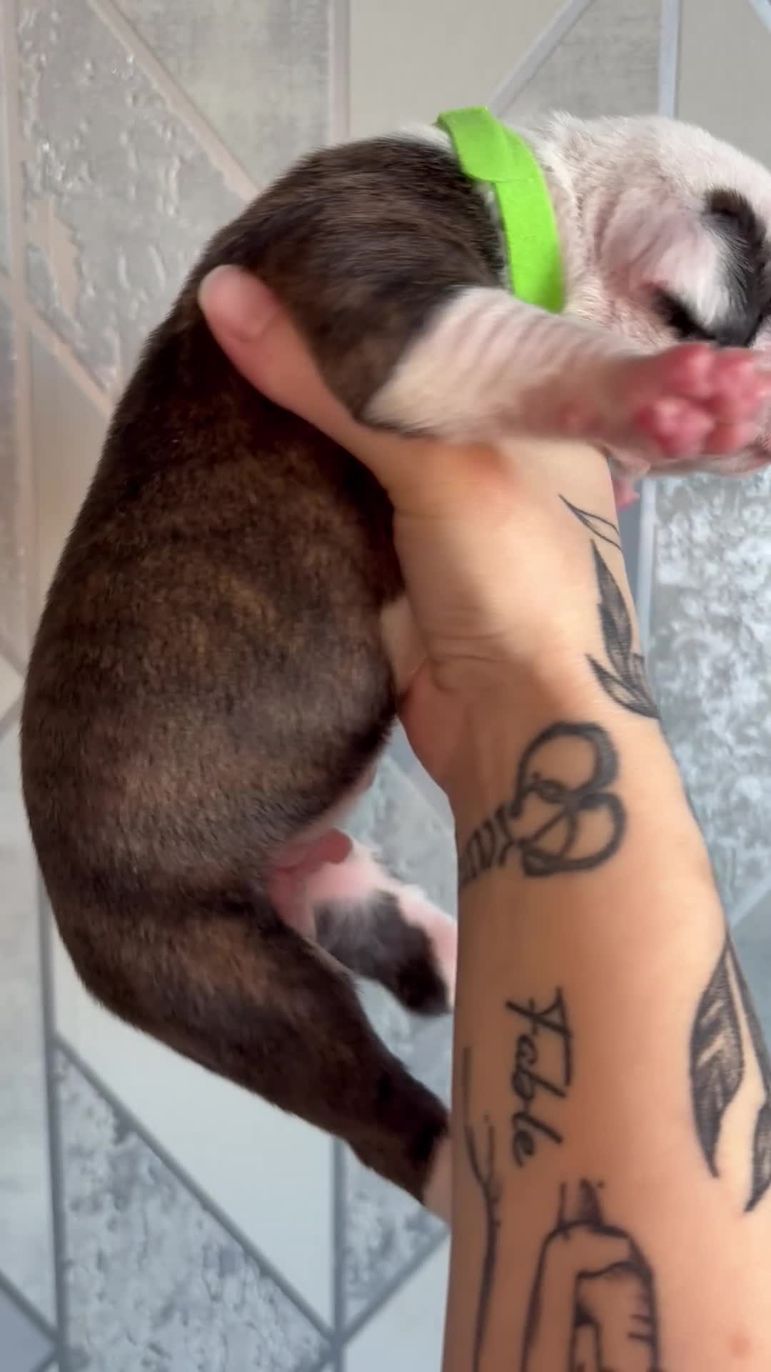 Alapaha Blue Blood Bulldog dogs for sale: Alapaha blue blood bulldogs  in Gloucester - Video 1
