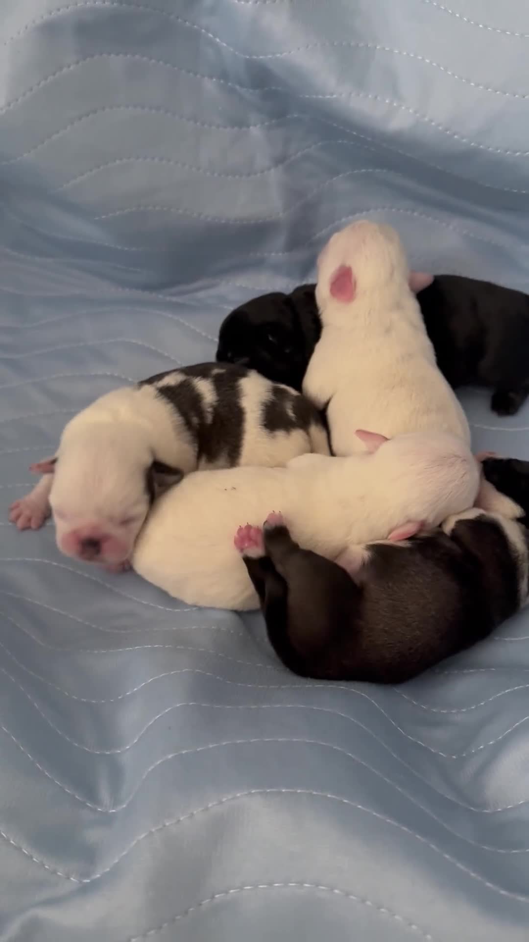Pug dogs for sale: Pug puppies  - Video 1