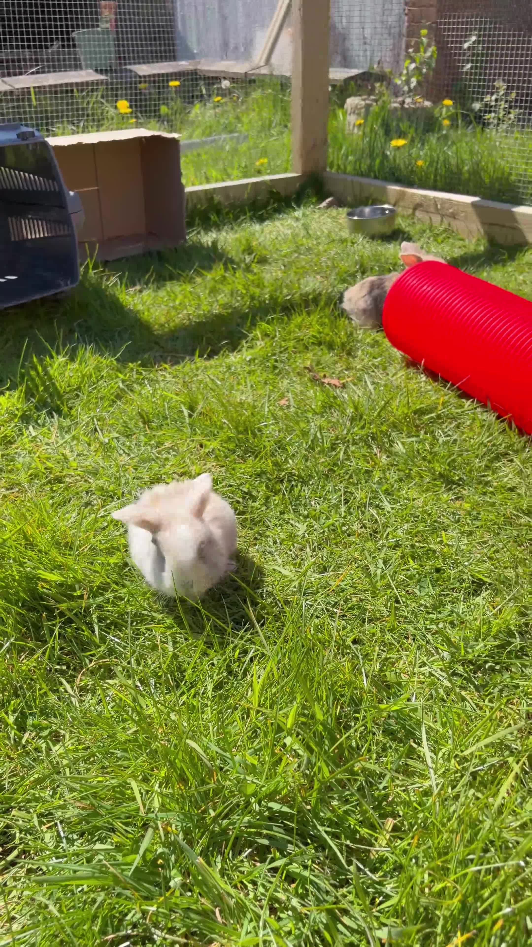 Mini Lop rabbits for sale: Mini lop baby bunnies in Wirral - Video 1