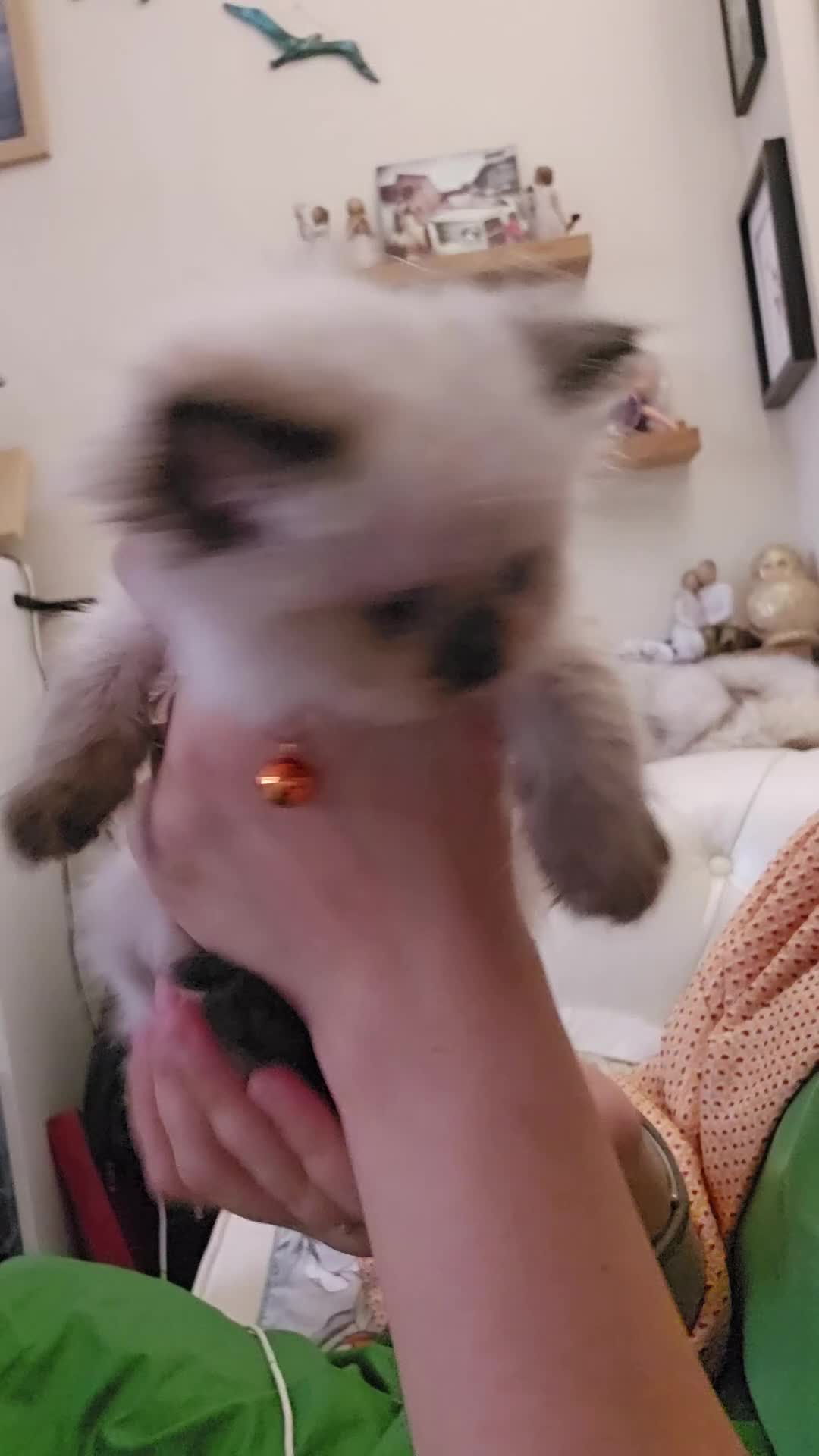 Himalayan cats for sale: Two Gorgeous Female Himalayan Kittens - Video 1
