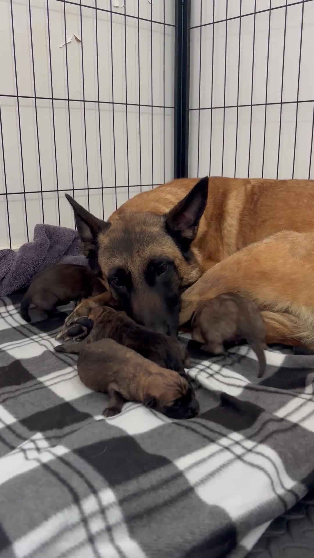 Mixed Breed dogs for sale: Malinois x GSD Puppies | Health Checked in Fleetwood - Video 1