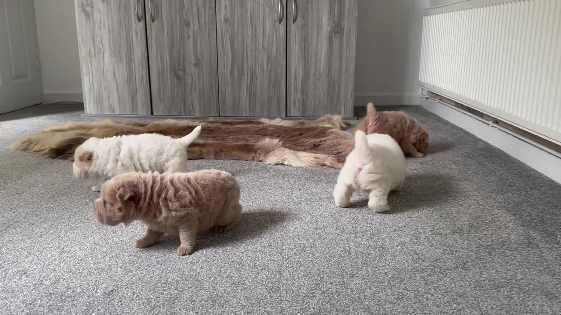 Shar Pei dogs for sale: Top quality bear coat sharpei  - Video 1