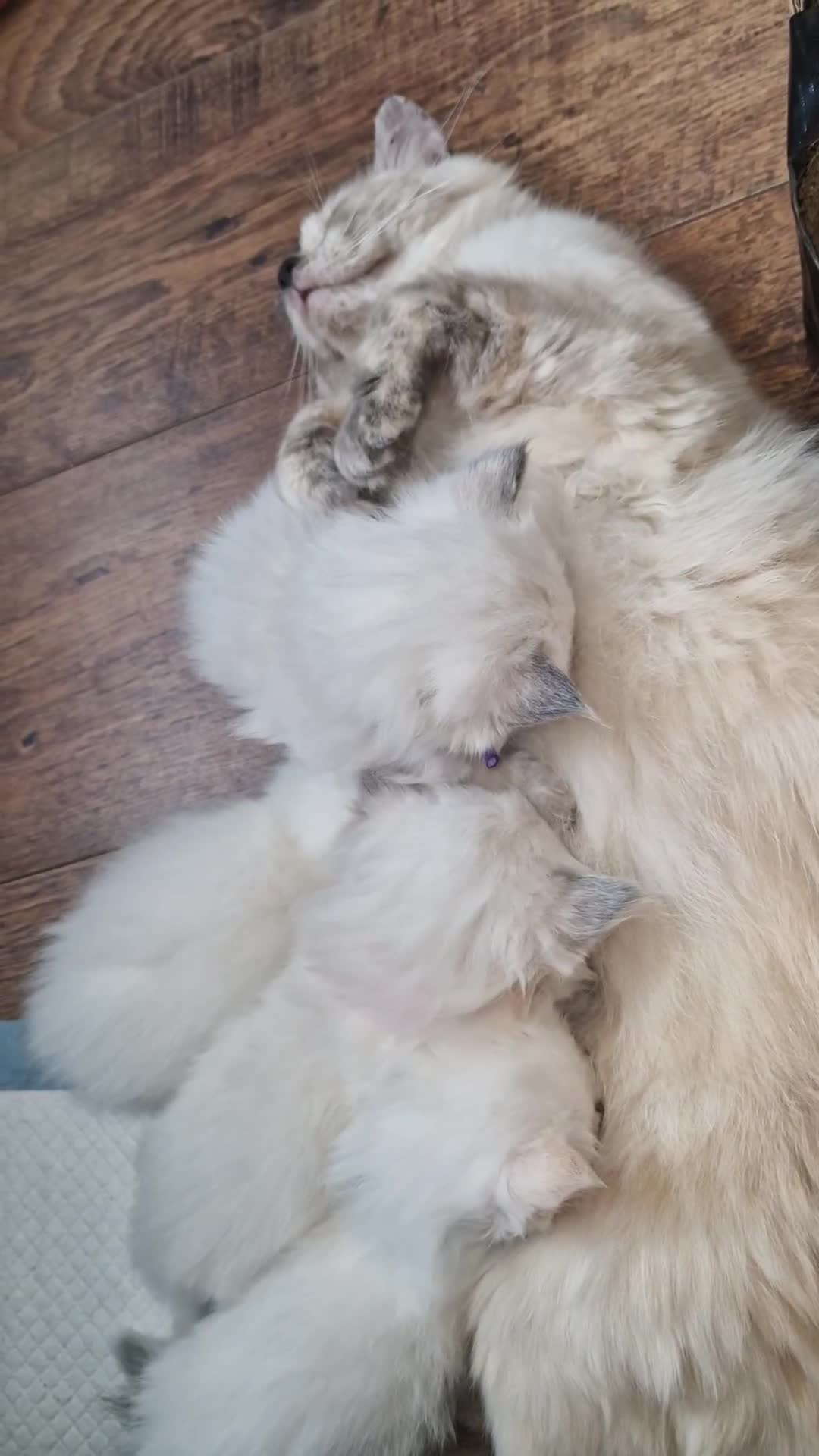 Ragdoll cats for sale: 4 Beautiful Ragdoll Kittens - Video 1