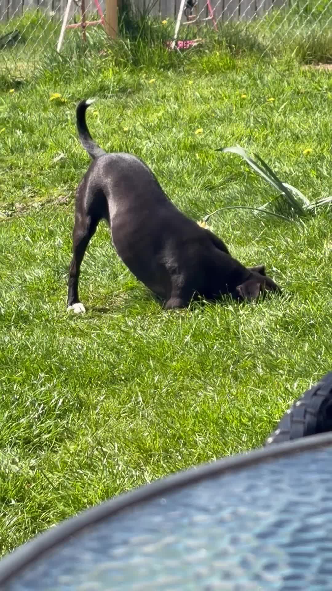 Staffordshire Bull Terrier dogs for sale: Female Staffie looking for a new home -please read in Crieff - Video 1