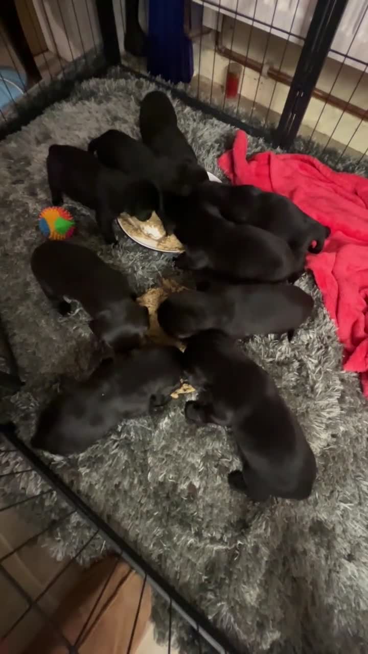 Springador dogs for sale: Springerdor pups for sale  - Video 1