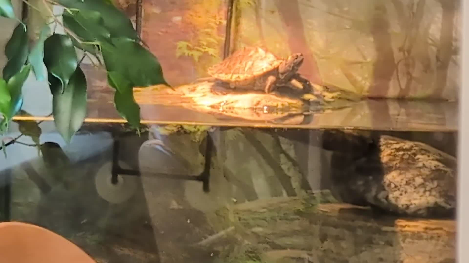 Turtle reptiles for sale: Mississippi turtles, with tank, heat lamp, filter - Video 1