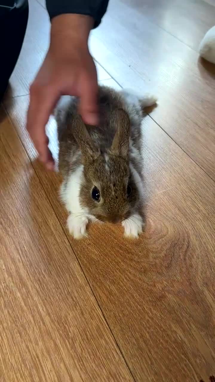 Netherland Dwarf rabbits for sale: Netherlands dwarf in London - Video 2
