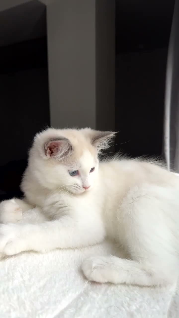 Ragdoll cats for sale: Ragdoll kitten for sale  in Sudbury - Video 1