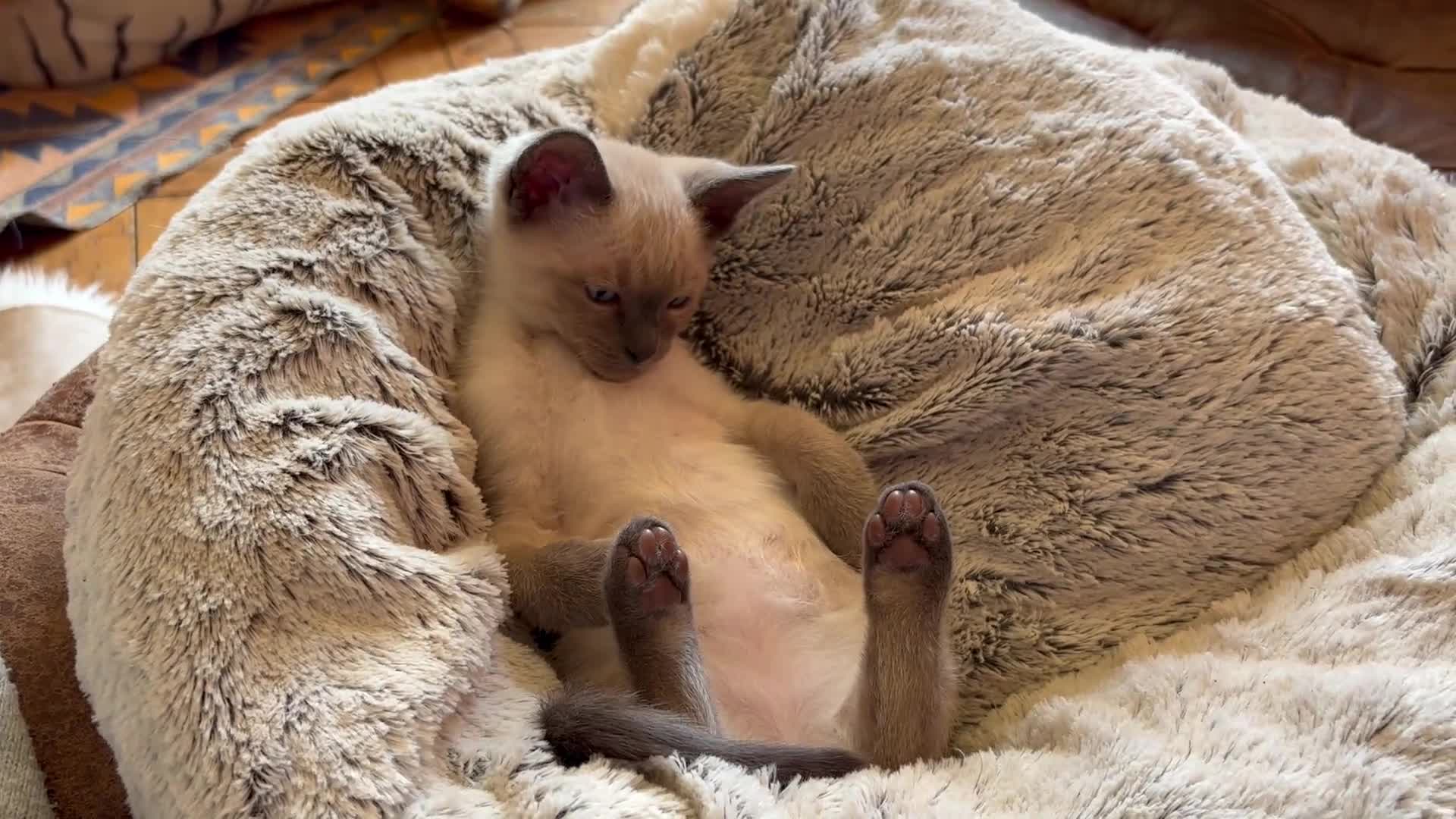 Tonkinese cats for sale: Superb Tonkdoll kittens - Video 5