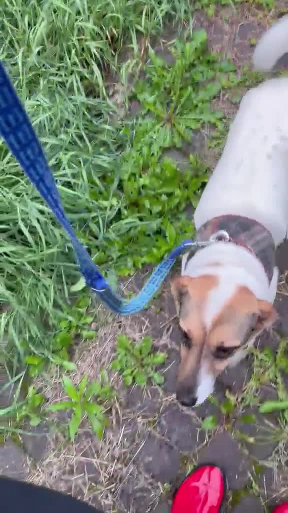 Mixed Breed dogs for adoption: ❤️🐶 SANYA – LOVING, CLEVER, JOYFUL SMALL GIRL in Redditch - Video 4