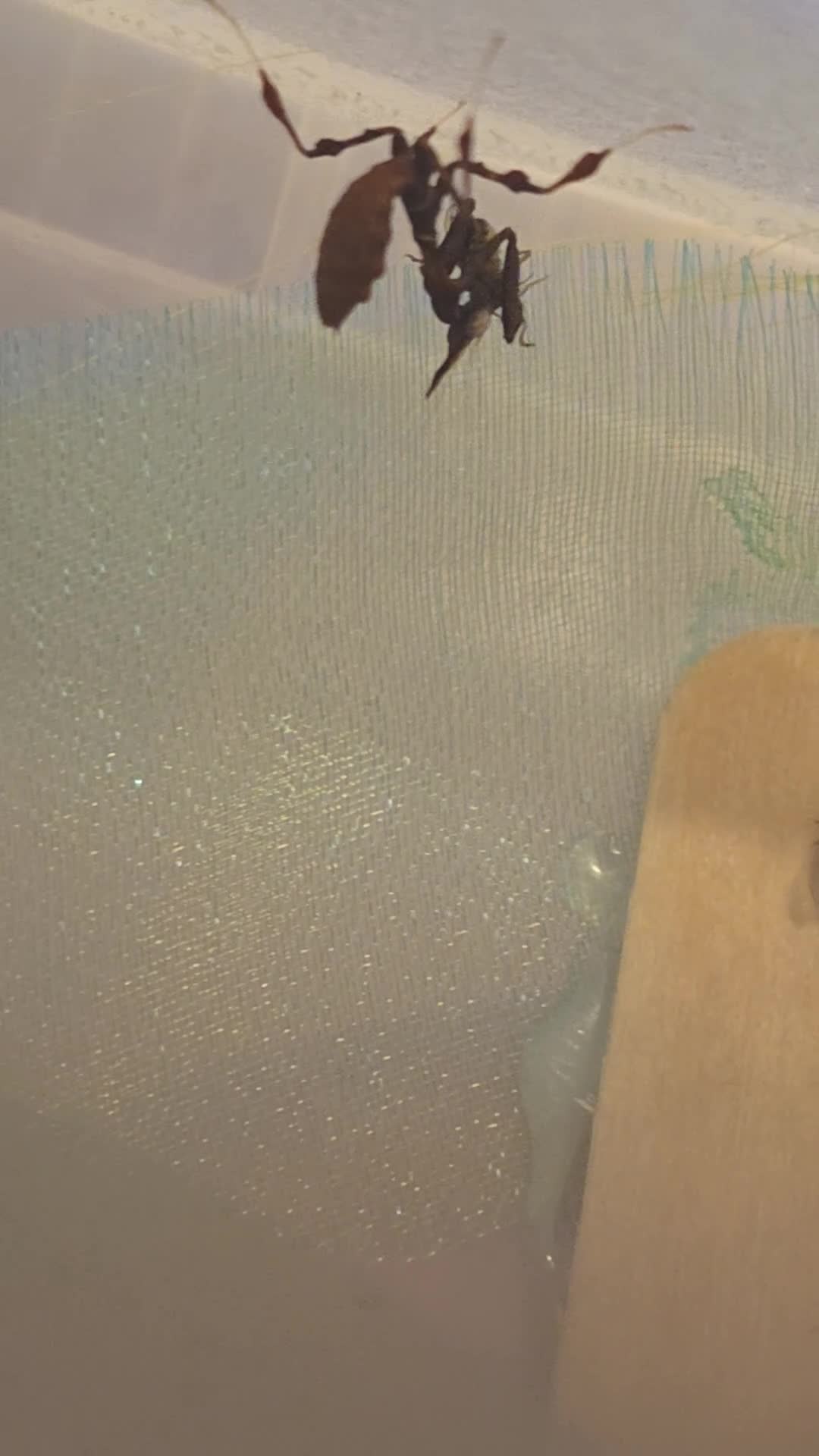 Praying Mantis invertebrates for sale: Ghost Mantis Nymph i2/3 (Phyllocrania paradoxa) - Video 1